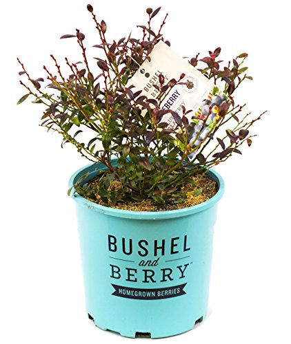 A potted Bushel and Berry® Blueberry Glaze® blueberry edible shrub showing glossy dark green foliage in a nursery #2 container