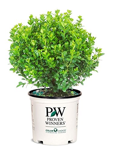 A potted Buxus microphylla 'Sprinter' plant with dense green foliage, branded with Proven Winners logo.