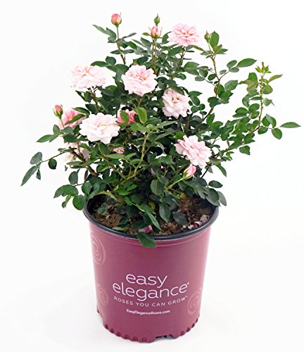 A potted Calypso Shrub Rose with apricot-pink flowers and green foliage, labeled with 'Easy Elegance Roses'.