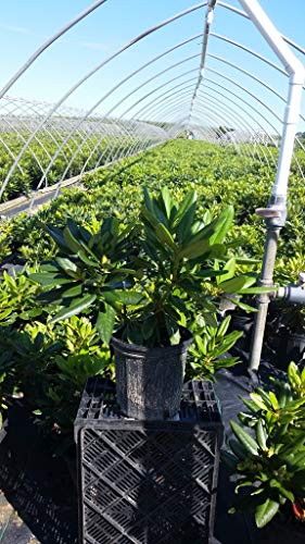A potted Capistrano Rhododendron plant with yellow flowers, situated in a greenhouse with other plants in the background.