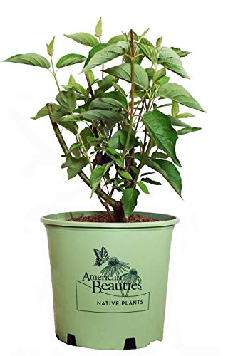 A potted Cardinal Red Twig Dogwood plant with green leaves and red stems, branded by American Beauties Native Plants.