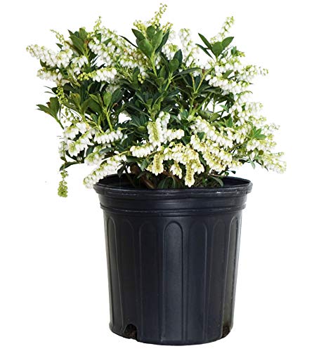 A potted Cavatine Dwarf Andromeda plant with white bell-like flowers.