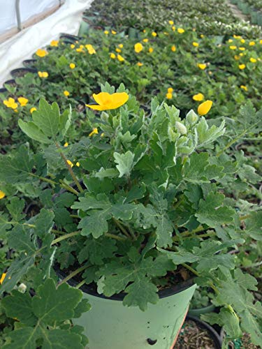 A potted Celandine Poppy plant with deep green, silver backed foliage and clusters of yellow flowers.