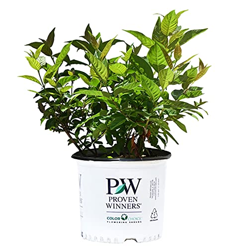 A potted Cephalanthus occidental 'sugar shack' buttonbush plant with green foliage, labeled with 'Proven Winners' and 'Colorful Winners' on the container.