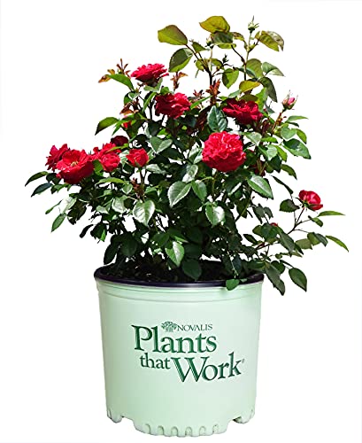 A potted 'Cherrytini' floribunda rose plant with green foliage and clusters of cherry red blossoms.