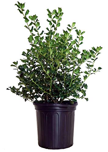 A potted China Girl Holly shrub with glossy green leaves and a compact mounding growth habit.