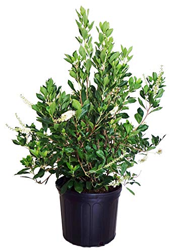 A potted Clethra alniifolia, also known as a Summer Sweet or Sweet Pepper Bush, with green foliage and small white flowers.