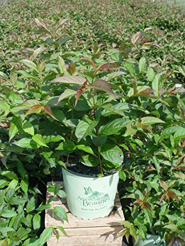 A potted Copper Low Bush Honeysuckle plant with green leaves and copper-colored tips, ready for planting.