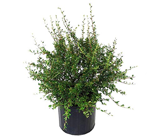 A potted Cotoneaster dammeri 'Coral beauty' with deep green glossy foliage and small white flowers, delivered with a 3-gallon trade pot.