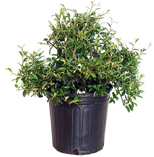 A potted Cotoneaster plant with dark green, willow-like foliage.