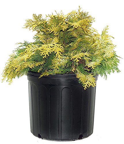 A potted Cripps Golden Hinoki Cypress with yellow to green foliage transitioning, delivered in a black trade pot.