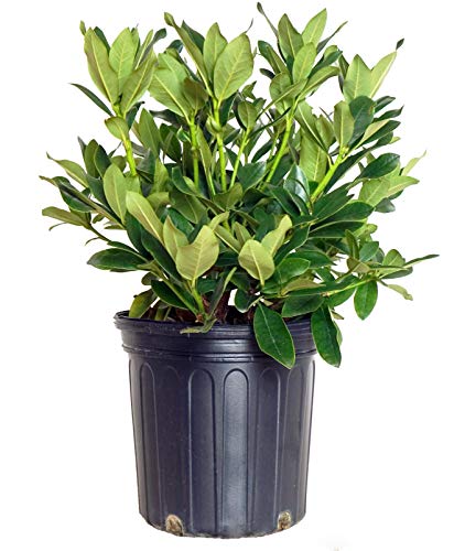 A potted Cunningham White rhododendron with dark green foliage and pink buds.