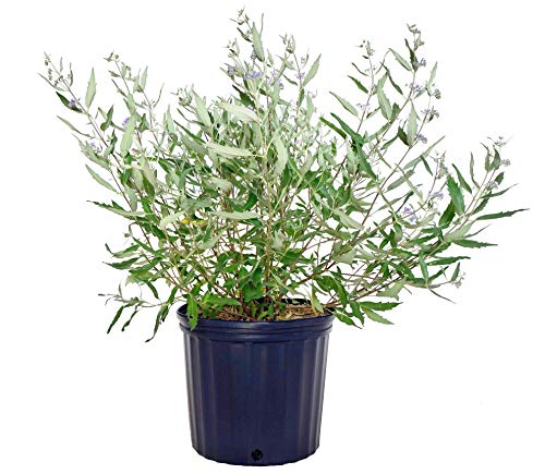 A potted Dark Knight Blue Mist Shrub with purple-blue flowers, presented against a white background.