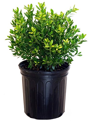 A potted Densa Inkberry shrub with dark green foliage.