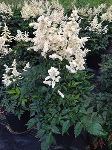 A potted 'Deutschland' Astilbe plant with white foliage and creamy white plumes, ready for gardening.