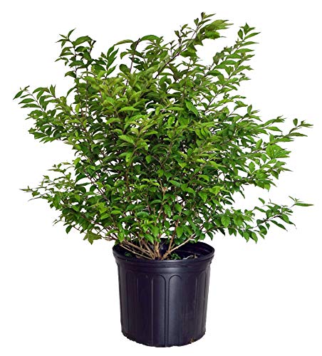 A potted Early Amethyst Beautyberry shrub with green and purple leaves, small berries, and no visible flowers.