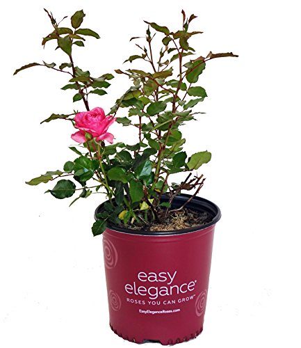 A potted Easy Elegance rose plant with green foliage and a pink flower visible.