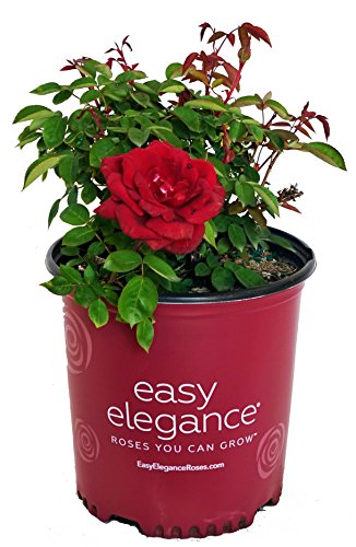 A potted Easy Elegance rose with a velvety-red flower, green foliage, in a red container with the brand name printed on it.