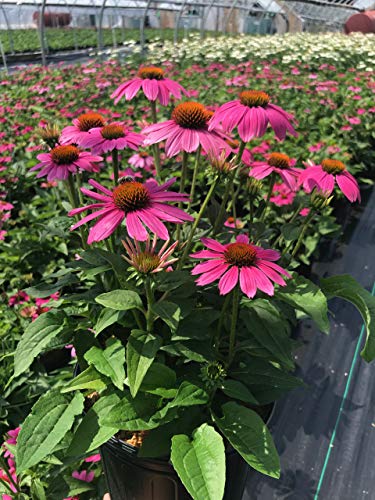 A potted Echinacea purpurea 'Pow Wow Wildberry' coneflower with pink flowers and green foliage, ready for planting.
