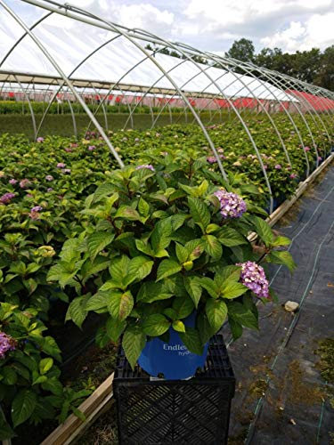 A potted Endless Summer® Bloomstruck® hydrangea with vibrant deep blue and violet mophead flowers and rich green leaves