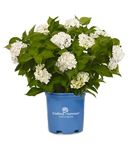 A potted Endless Summer Blushing Bride Hydrangea plant with pure white flowers, placed in a blue pot with the brand logo visible.