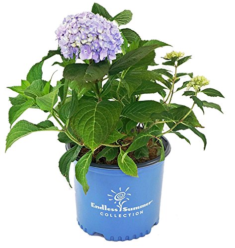 A potted Endless Summer Hydrangea plant with light blue flowers, green foliage, and a blue pot with the brand logo.