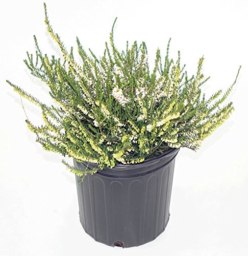 A potted Erica Carnea White plant with dense, green needle-like foliage and white flowers, presented against a neutral background.