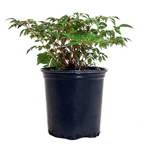 A potted Fanal Astilbe plant with green foliage and red flowers, presented against a white background.