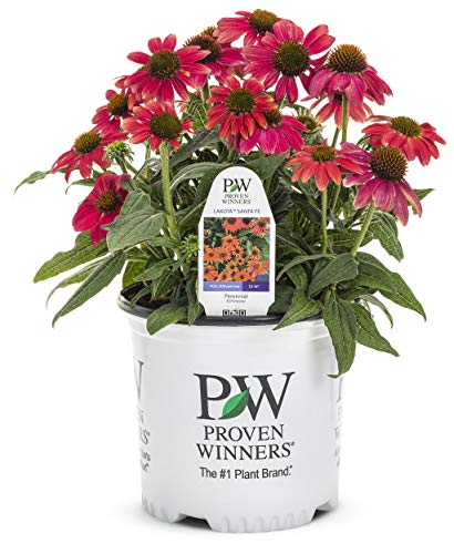 A potted Firefinch Coneflower plant with pink-orange flowers, branded by Proven Winners, suitable for USDA Zone 4-9.