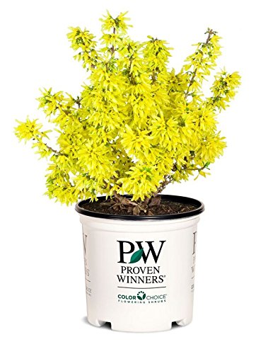 A potted Forsythia plant with golden yellow flowers, labeled as 'Proven Winners'.