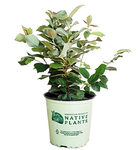 A potted Fothergilla shrub with green leaves, in a container labeled 'American Beauties Native Plants'.