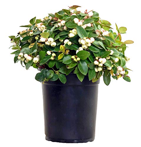 A potted Gaultheria P. 'Peppermint Pearl' plant with white flowers and green foliage.