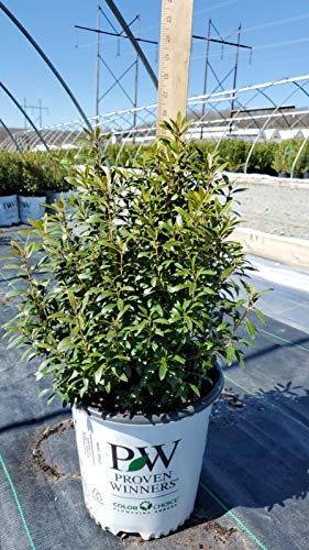 A potted Gem Box inkberry holly plant with green foliage and a label that includes the brand name 'Proven Winners'.