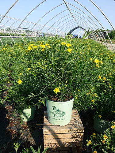A potted Gemo St. John's Wort plant with yellow flowers, placed on a wooden crate in a greenhouse setting.