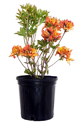 A potted Gibraltar Azalea plant with vibrant orange flowers and green leaves, ready for planting.