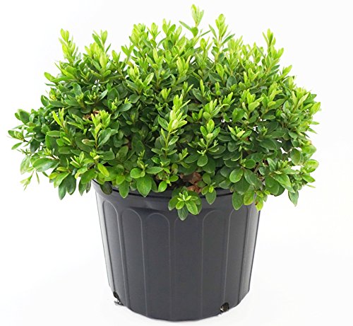 A potted Girards Pleasant White Azalea with dark green lustrous foliage and white flowers.