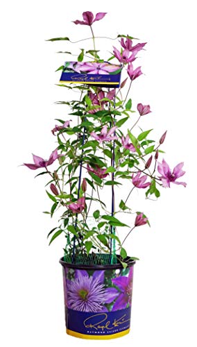 A potted Gisella Clematis plant with pink flowers and green leaves, displayed against a white background.