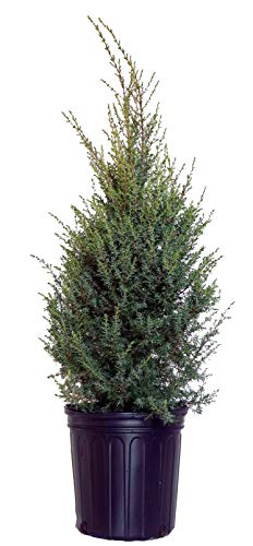 A potted Gold Cone Juniper plant with upright green foliage and a golden hue at the tips, placed in a black container.