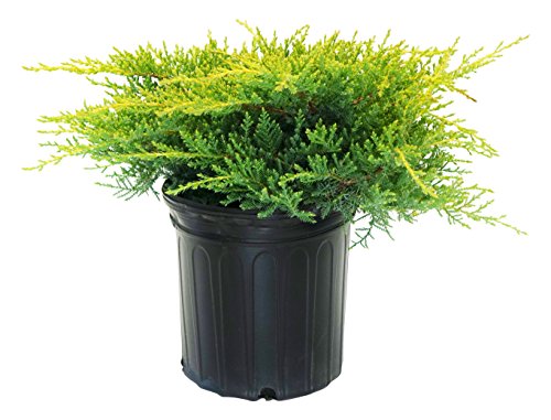 A potted Gold Star Juniper plant with light blue/green and gold colored foliage.