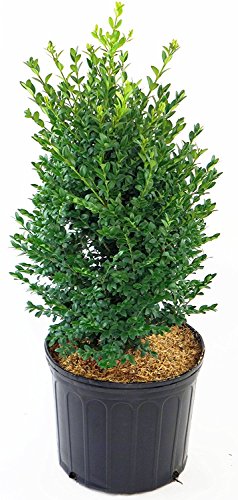 A potted Green Mountain Boxwood shrub with dense, green foliage.
