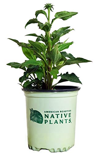 A potted Green Twister Coneflower with green foliage and a pink & green flower bud, labeled 'American Beauties Native Plants'.