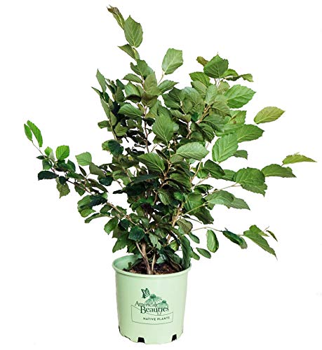 A potted 'Harvest Moon' Witch Hazel shrub with green leaves, in a container labeled 'American Beauties Native Plants', against a white background.
