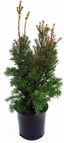 A potted Hicks Yew shrub with dark green needled foliage.