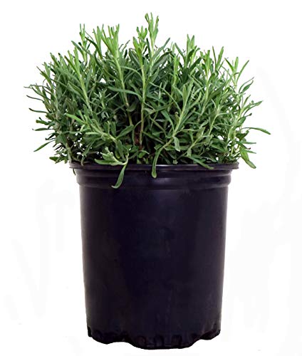 A potted Hidcote lavender plant with needle-like green foliage.