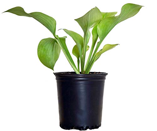 A potted Hosta plant with large chartreuse-gold leaves and a small pinkish-lavender flower spike emerging from the top.