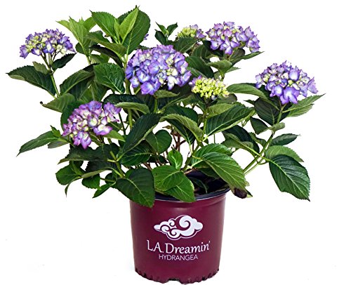 A potted Hydrangea plant with green leaves and a mix of blue, pink, and purple flowers, labeled 'L.A. Dreamin' Hydrangea'.