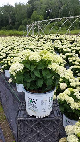 A potted Invincibelle Limetta hydrangea plant with green leaves and unbloomed flower buds, placed on a black grid-like support structure.
