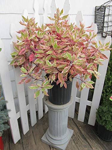 A potted Ivory Halo Dogwood plant with variegated cream-edged foliage and red twigs, displayed on a white pedestal.
