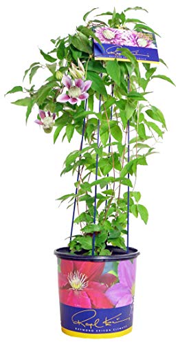 A potted Josephine Clematis plant with green leaves and double lilac pink blooms.