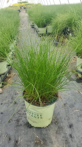 A potted Juncus tenuis, also known as a Path Rush, with green foliage and small seed heads, placed on a pavement.